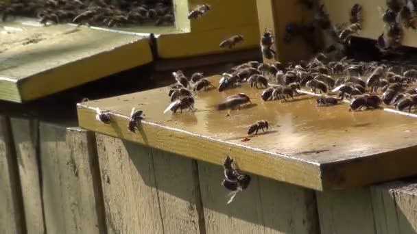 Bienen am Eingang zum Bienenstock — Stockvideo