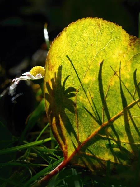 Shadow of daisy on an autumn leaf — Stock Photo, Image