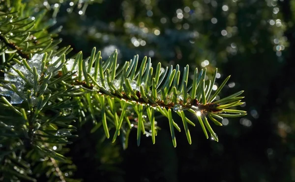 Detalle de nieve derretida en ramita cerca — Foto de Stock