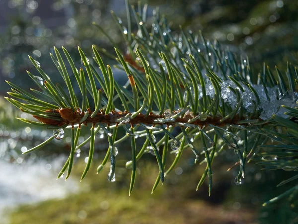 Detalle de nieve derretida en ramita cerca — Foto de Stock