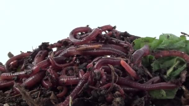 Земляные черви в компосте — стоковое видео