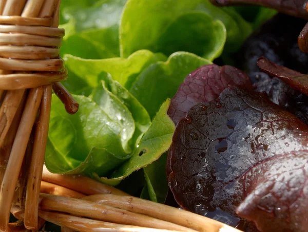 Close-up of basket with lettuce — Stock Photo, Image