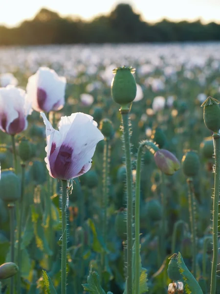 Blossoming poppy field