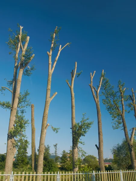 Meslek kavak ağaçlarının kesmek     