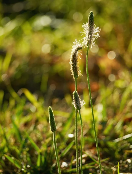 Hoary groblad - Plantago media — Stockfoto