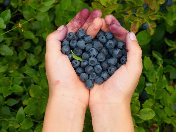 Yaban mersini yaban mersini suyu ile bulaşmış bir küçük çocuk, avuç içi.