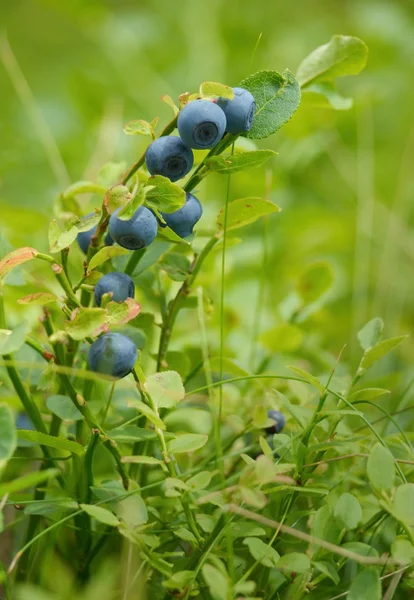 Blåbär gren — Stockfoto