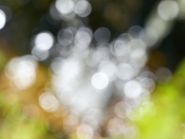 Bokeh orman ilkbahardan