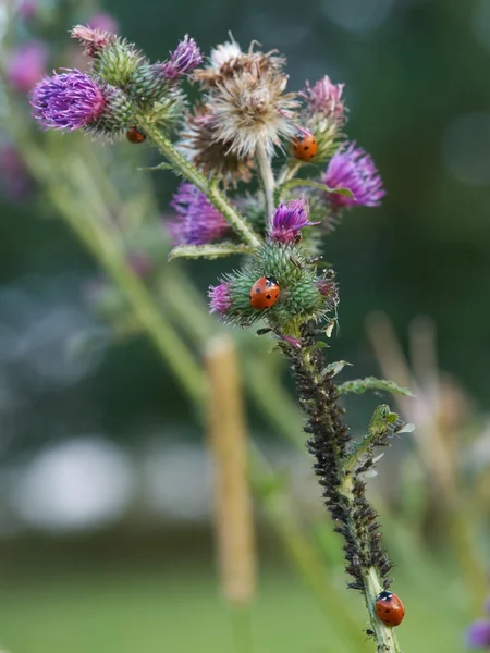 Ladybugs and aphids — Stock Photo, Image