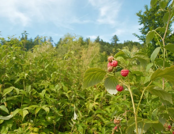 Hallon — Stockfoto