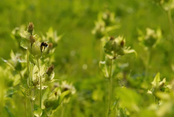 Пищевая капустная чертополоха (Cirsium oleraceum) с шмелем — стоковое фото
