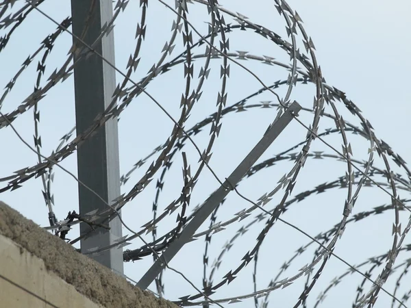 Champ de maïs à la récolte