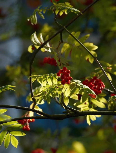 Rönnbär (Sorbus) — Stockfoto