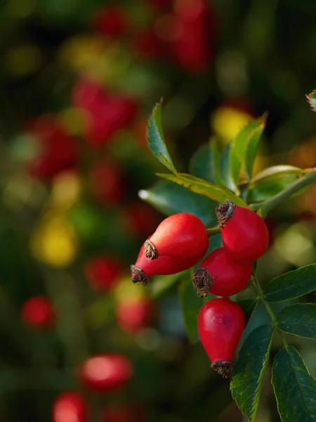 Nypon (Rosa canina ) — Stockfoto