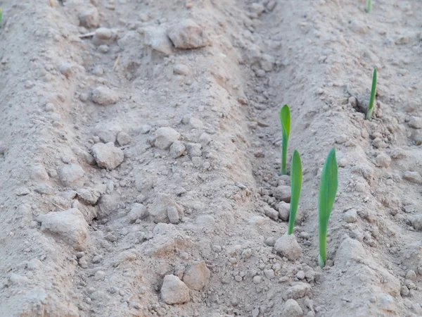 Kuraklık alanlar üzerinde