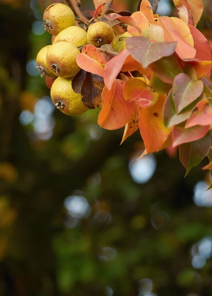 Gren full av vilda päron — Stockfoto