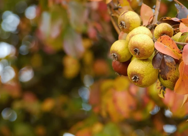 野生の梨の枝 — ストック写真