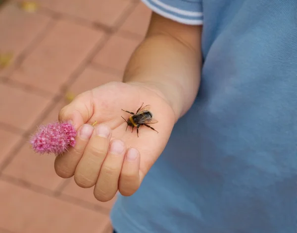 Hommel op de palm van een kleine jongen — Stockfoto