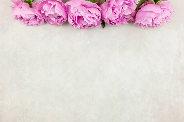 Roze pioenrozen bloemen op lichtgrijze betonnen achtergrond. Valentijnskaarten, vrouwen, moederdag, Pasen, verjaardag of bruiloft, voorjaarsvakantie plat lag. Bovenaanzicht. Kopieerruimte. — Stockfoto