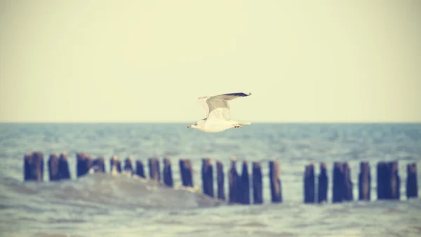 Pássaro estilizado retro voando sobre o mar, profundidade rasa de campo — Fotografia de Stock