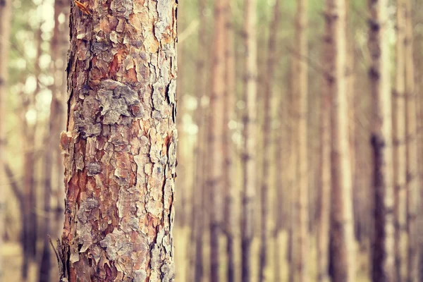 Retro tonen pine trädstam, kort skärpedjup. — Stockfoto