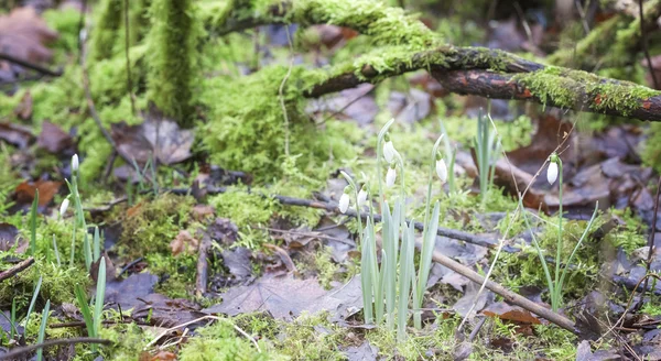 First snowdrop flowers in a forest, shallow depth of field — Stock Photo, Image