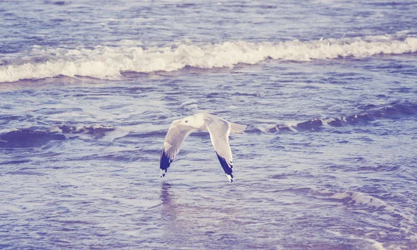 Винтажная тонированная чайка, летящая над морем, мелкая глубина фиеля — стоковое фото