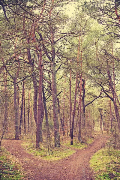 Imagen retro tonificada de la bifurcación en el bosque —  Fotos de Stock