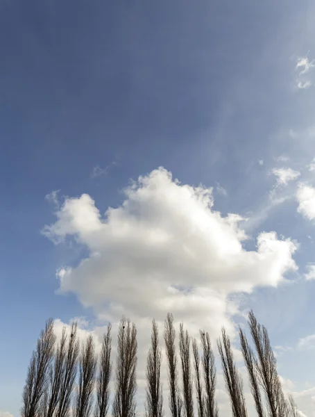 曇り空、コピー スペースに対してポプラのシルエット — ストック写真