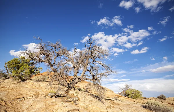 Paesaggio selvaggio con albero secco e cielo blu — Foto Stock
