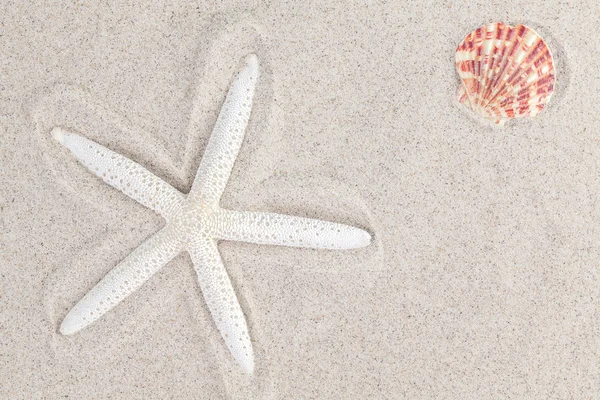 Starfish and a shell on sand, summer background — Stock Photo, Image