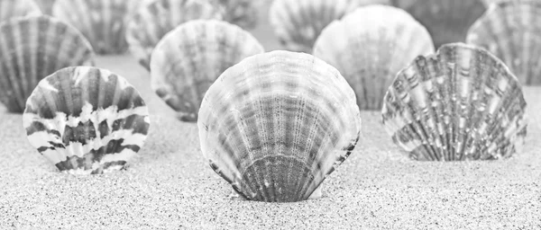 Zwart-wit achtergrond gemaakt van schelpen, ondiepe scherptediepte fiel — Stockfoto