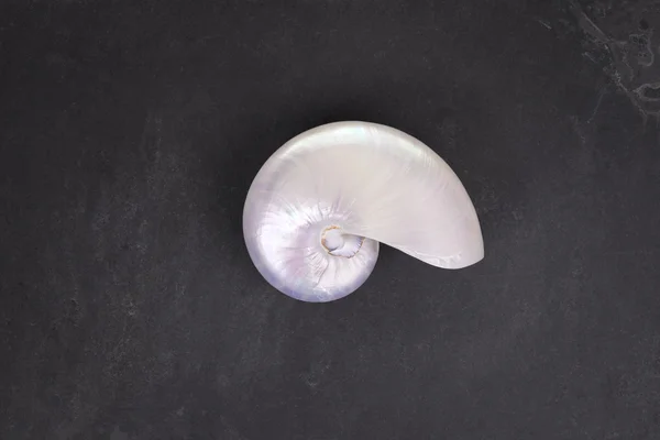 Coque de perle d'un nautilus chambré sur fond d'ardoise noire . — Photo