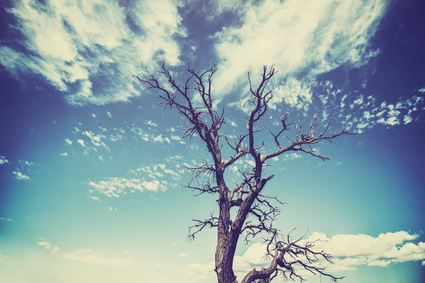 Винтажное старое дерево в стиле кино с сильным эффектом виньетки Стоковое Изображение