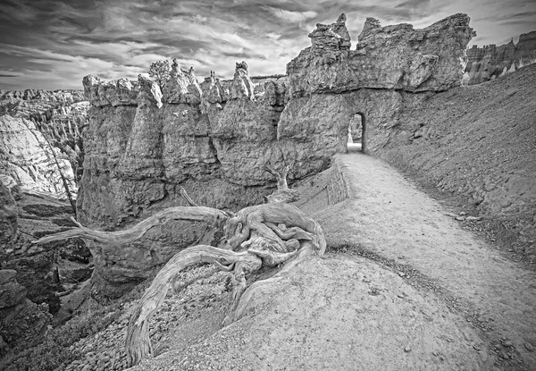 Black and white picture of a withered tree by a path. — Stock Photo, Image