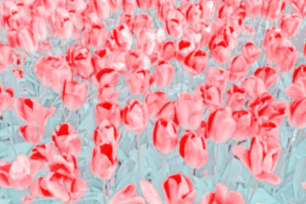 Vintage tonificado tulipanes borrosos fondo —  Fotos de Stock