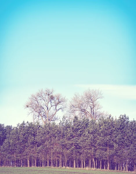 Retro afgezwakt bomen tegen blauwe hemel, aard achtergrond. — Stockfoto