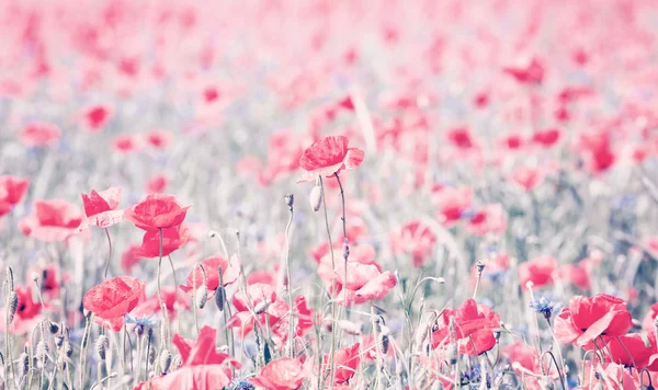 Vintage gestemde poppy bloemen, artistieke achtergrond. — Stockfoto