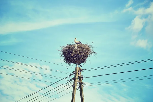 电力线路的杆上的复古色调的鹳巢 — 图库照片