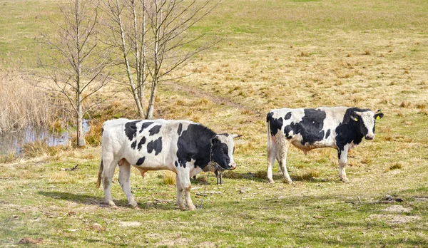 İlkbaharda otlatma doğal mera üzerinde ineklerin. — Stok fotoğraf