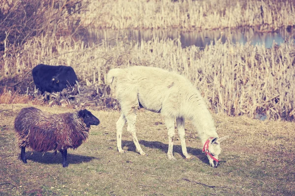 Lama ve koyun doğal mera üzerinde Vintage tonda. — Stok fotoğraf