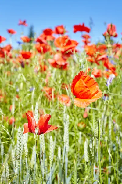 Fiori di papavero in campo cerealicolo, profondità di campo poco profonda — Foto Stock