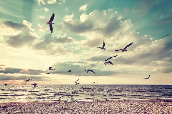 Playa retro estilizada con aves voladoras al atardecer —  Fotos de Stock