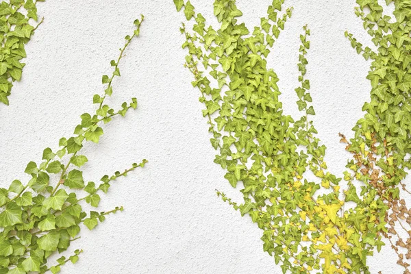 Ivy bladeren op een witte muur — Stockfoto