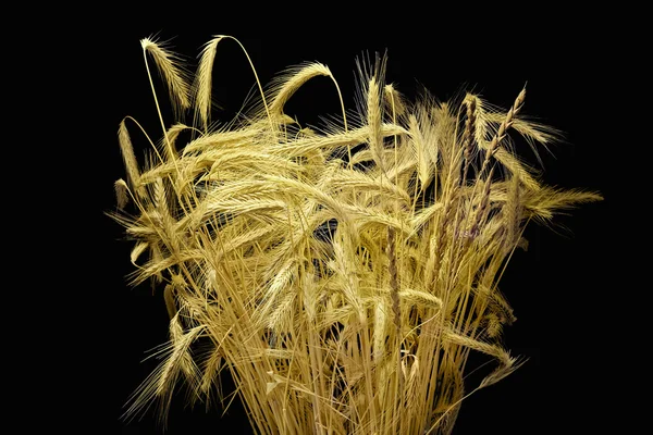 Parta z uší pšenice. — Stock fotografie