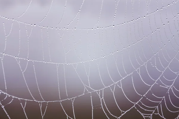 Teia de aranha com gotas de orvalho . — Fotografia de Stock