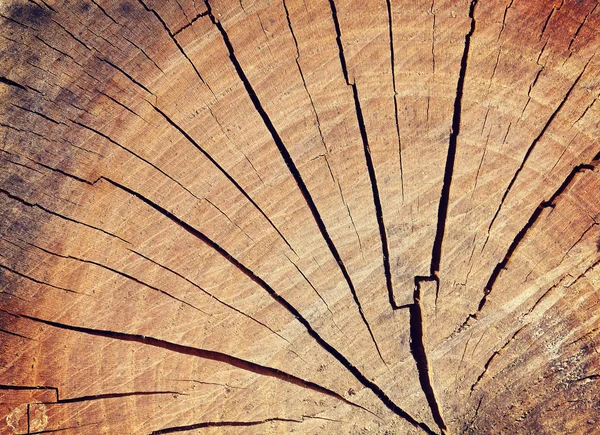Detailní záběr části kmene stromu. — Stock fotografie