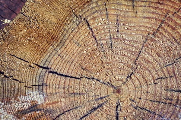 Sezione vicina di un tronco d'albero . — Foto Stock