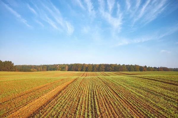 Őszi Táj Mezőgazdasággal Erdővel — Stock Fotó