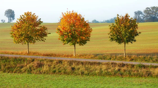 Herfstlandschap Met Bomen Langs Een Landweg — Stockfoto